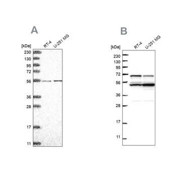 Anti-COQ8B antibody produced in rabbit Prestige Antibodies&#174; Powered by Atlas Antibodies, affinity isolated antibody