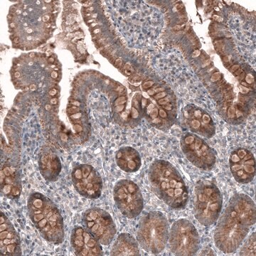 Anti-FASTKD1 antibody produced in rabbit Prestige Antibodies&#174; Powered by Atlas Antibodies, affinity isolated antibody, buffered aqueous glycerol solution