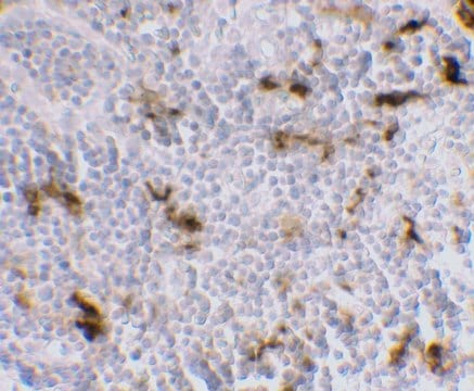 Monoclonal Anti-DC-SIGN [5D7] antibody produced in mouse affinity purified immunoglobulin (IgG)