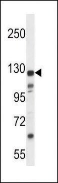 ANTI-K1324(C-TERMINAL) antibody produced in rabbit affinity isolated antibody, buffered aqueous solution