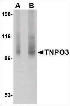 Anti-TNPO3 (ab2) antibody produced in rabbit affinity isolated antibody, buffered aqueous solution