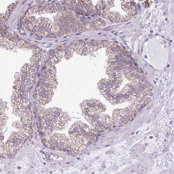 Anti-MPZL2 antibody produced in rabbit Prestige Antibodies&#174; Powered by Atlas Antibodies, affinity isolated antibody, buffered aqueous glycerol solution