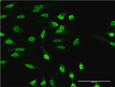 Monoclonal Anti-OXSR1 antibody produced in mouse clone 1F6, purified immunoglobulin, buffered aqueous solution