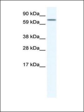 Anti-MEF2A antibody produced in rabbit IgG fraction of antiserum