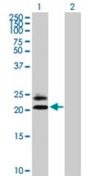 Anti-MS4A5 antibody produced in mouse purified immunoglobulin, buffered aqueous solution