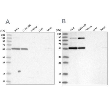 Anti-PLRG1 antibody produced in rabbit Prestige Antibodies&#174; Powered by Atlas Antibodies, affinity isolated antibody, buffered aqueous glycerol solution