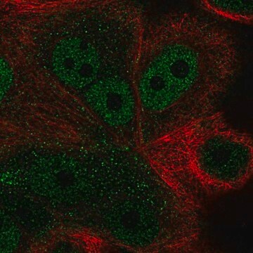 Anti-ZNF687 antibody produced in rabbit Prestige Antibodies&#174; Powered by Atlas Antibodies, affinity isolated antibody