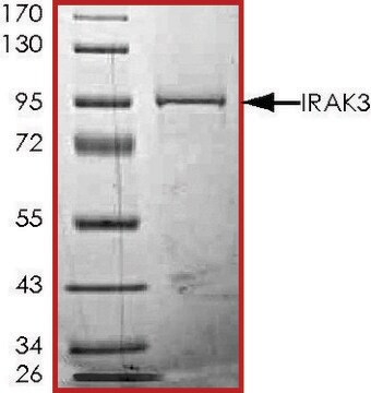 IRAK3, GST tagged human recombinant, expressed in baculovirus infected Sf9 cells, &#8805;70% (SDS-PAGE), buffered aqueous glycerol solution