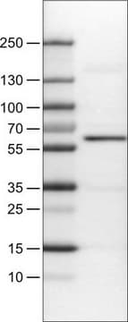 Monoclonal Anti-AKT1 antibody produced in mouse Prestige Antibodies&#174; Powered by Atlas Antibodies, clone CL0899, purified immunoglobulin, buffered aqueous glycerol solution