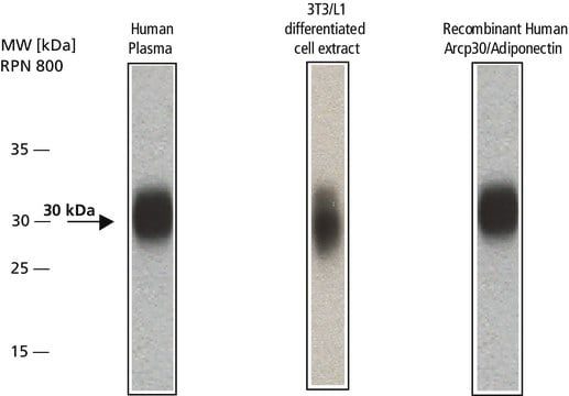 Anti-Adiponectin antibody produced in rabbit ~1&#160;mg/mL, affinity isolated antibody, buffered aqueous solution