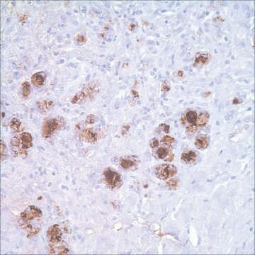 Thyroglobulin (MRQ-41) Mouse Monoclonal Antibody