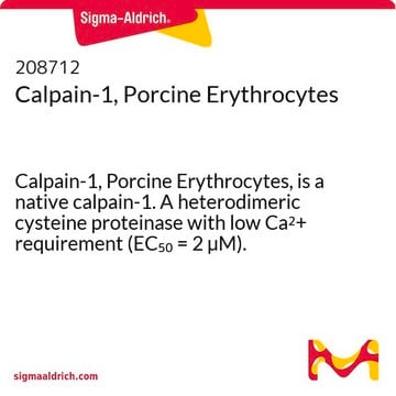 钙蛋白酶-1，来源于猪红细胞 Calpain-1, Porcine Erythrocytes, is a native calpain-1. A heterodimeric cysteine proteinase with low Ca2+ requirement (EC&#8325;&#8320; = 2 &#181;M).