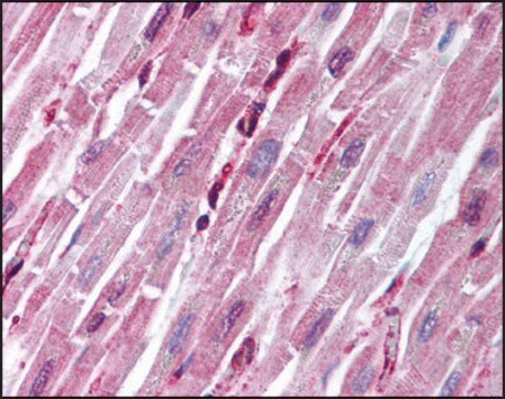 Anti-PTPN11 (AB1) antibody produced in rabbit affinity isolated antibody, buffered aqueous solution