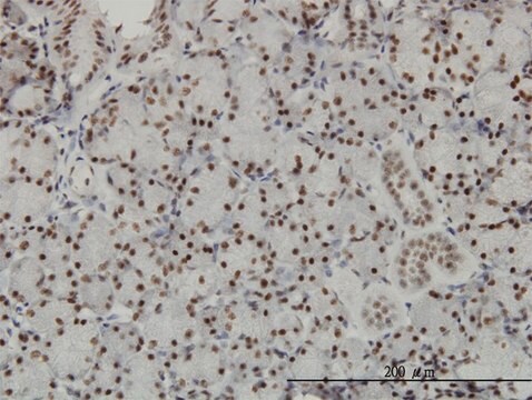 Monoclonal Anti-TCEA3 antibody produced in mouse clone 4E11, purified immunoglobulin, buffered aqueous solution