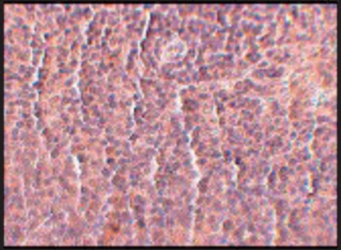 Monoclonal Anti-ORAI3 antibody produced in mouse clone 2H2G9, purified immunoglobulin, buffered aqueous solution