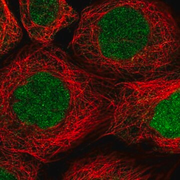 Anti-RAD51AP1 antibody produced in rabbit Prestige Antibodies&#174; Powered by Atlas Antibodies, affinity isolated antibody, buffered aqueous glycerol solution