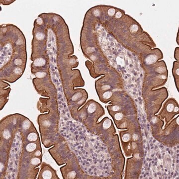 Anti-C14orf79 antibody produced in rabbit Prestige Antibodies&#174; Powered by Atlas Antibodies, affinity isolated antibody, buffered aqueous glycerol solution