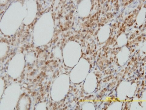 Monoclonal Anti-ISGF3G antibody produced in mouse clone 1D11, purified immunoglobulin, buffered aqueous solution