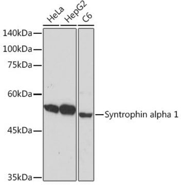 Anti-Syntrophin alpha 1 antibody produced in rabbit