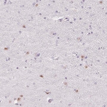 Anti-ZIC4 antibody produced in rabbit Prestige Antibodies&#174; Powered by Atlas Antibodies, affinity isolated antibody, buffered aqueous glycerol solution