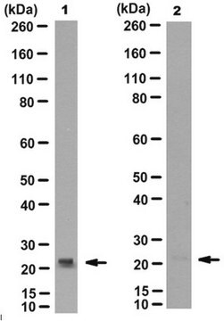 Anticorps anti-oxDJ-1 (Cys106), clone&nbsp;M149 clone M149, from mouse