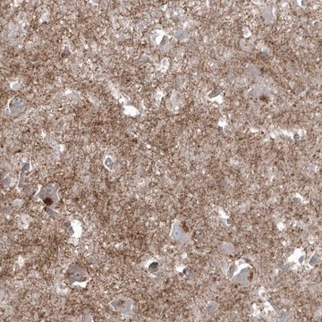 Anti-BSN antibody produced in rabbit Prestige Antibodies&#174; Powered by Atlas Antibodies, affinity isolated antibody, buffered aqueous glycerol solution