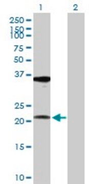 Anti-RPL10A antibody produced in rabbit purified immunoglobulin, buffered aqueous solution