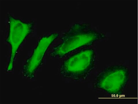 Anti-EXDL2 antibody produced in mouse purified immunoglobulin, buffered aqueous solution