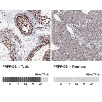 Anti-PRPF40B antibody produced in rabbit Prestige Antibodies&#174; Powered by Atlas Antibodies, affinity isolated antibody, buffered aqueous glycerol solution