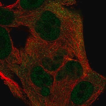 Anti-ITGB1BP1 antibody produced in rabbit Prestige Antibodies&#174; Powered by Atlas Antibodies, affinity isolated antibody