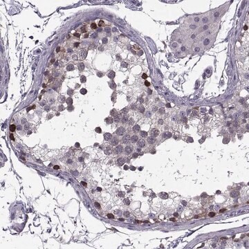 Anti-LETM2 antibody produced in rabbit Prestige Antibodies&#174; Powered by Atlas Antibodies, affinity isolated antibody, buffered aqueous glycerol solution