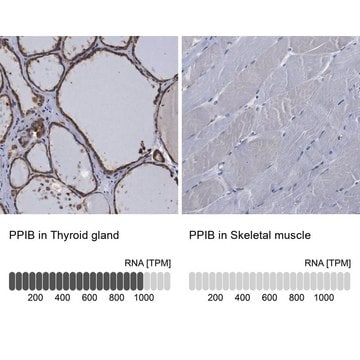 Anti-PPIB antibody produced in rabbit Prestige Antibodies&#174; Powered by Atlas Antibodies, affinity isolated antibody, buffered aqueous glycerol solution