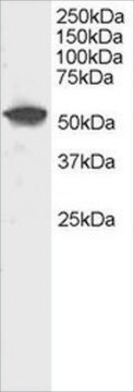 Anti-DUSP10/MKP5 antibody produced in goat affinity isolated antibody, buffered aqueous solution