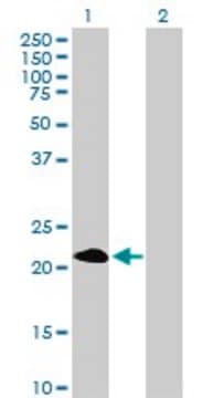 Anti-PAGE4 antibody produced in mouse purified immunoglobulin, buffered aqueous solution