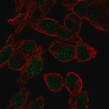 Anti-SOX18 antibody produced in rabbit Prestige Antibodies&#174; Powered by Atlas Antibodies, affinity isolated antibody