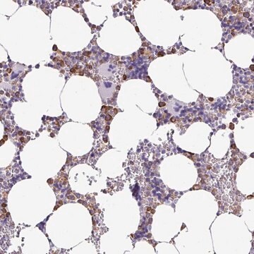 Anti-ZSCAN5A antibody produced in rabbit Prestige Antibodies&#174; Powered by Atlas Antibodies, affinity isolated antibody, buffered aqueous glycerol solution