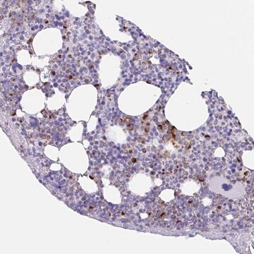 Anti-TAS2R41 antibody produced in rabbit Prestige Antibodies&#174; Powered by Atlas Antibodies, affinity isolated antibody, buffered aqueous glycerol solution