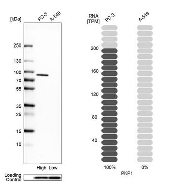 Anti-PKP1 antibody produced in rabbit Prestige Antibodies&#174; Powered by Atlas Antibodies, affinity isolated antibody, buffered aqueous glycerol solution, ab2