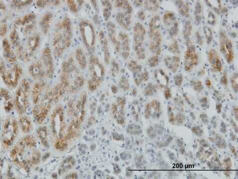 Monoclonal Anti-AEBP1 antibody produced in mouse clone 1D2, purified immunoglobulin, buffered aqueous solution