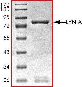 LYN A, active, GST tagged human PRECISIO&#174;, recombinant, expressed in baculovirus infected Sf9 cells, &#8805;70% (SDS-PAGE), buffered aqueous glycerol solution