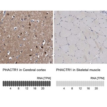 Anti-PHACTR1 antibody produced in rabbit Prestige Antibodies&#174; Powered by Atlas Antibodies, affinity isolated antibody, buffered aqueous glycerol solution, ab1