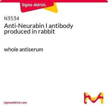 Anti-Neurabin I antibody produced in rabbit whole antiserum