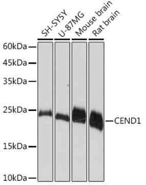 Anti-CEND1 Antibody, clone 1D3Z1, Rabbit Monoclonal