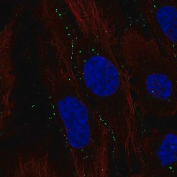 Anti-C11orf91 antibody produced in rabbit Prestige Antibodies&#174; Powered by Atlas Antibodies, affinity isolated antibody