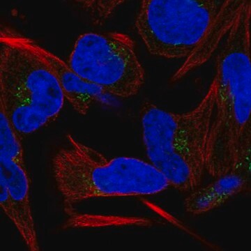 Anti-C9orf64 antibody produced in rabbit Prestige Antibodies&#174; Powered by Atlas Antibodies, affinity isolated antibody