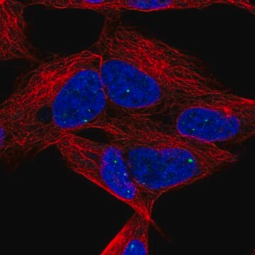 Anti-DLX6 antibody produced in rabbit Prestige Antibodies&#174; Powered by Atlas Antibodies, affinity isolated antibody