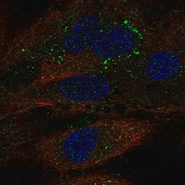 Anti-TDRD10 antibody produced in rabbit Prestige Antibodies&#174; Powered by Atlas Antibodies, affinity isolated antibody