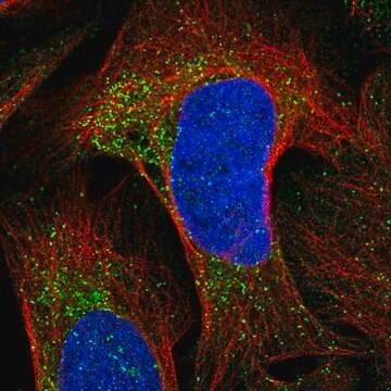 Anti-CKLF antibody produced in rabbit Prestige Antibodies&#174; Powered by Atlas Antibodies, affinity isolated antibody