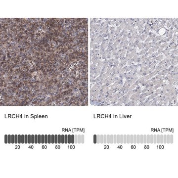 Anti-LRCH4 antibody produced in rabbit Prestige Antibodies&#174; Powered by Atlas Antibodies, affinity isolated antibody, buffered aqueous glycerol solution