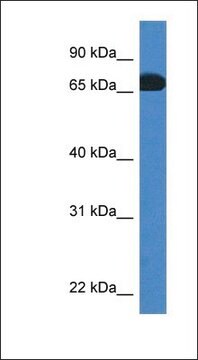 Anti-PROS1 antibody produced in rabbit affinity isolated antibody